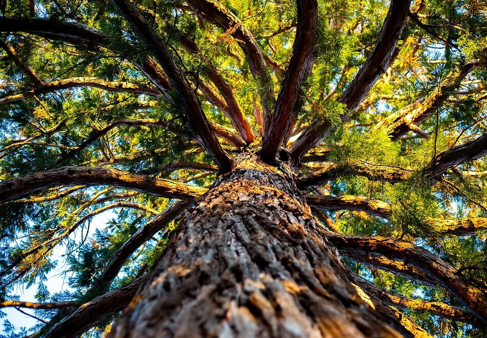 Bilder Jakobs Dienstleistung