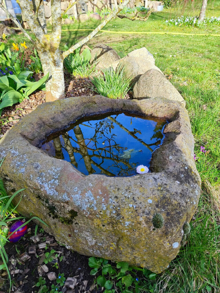 Bilder Wurzel & Blüte