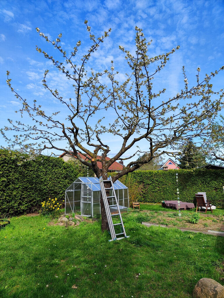 Bilder Wurzel & Blüte