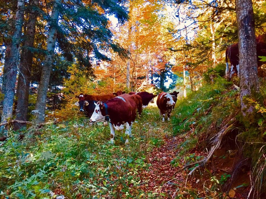 Bilder Winterhalterhof