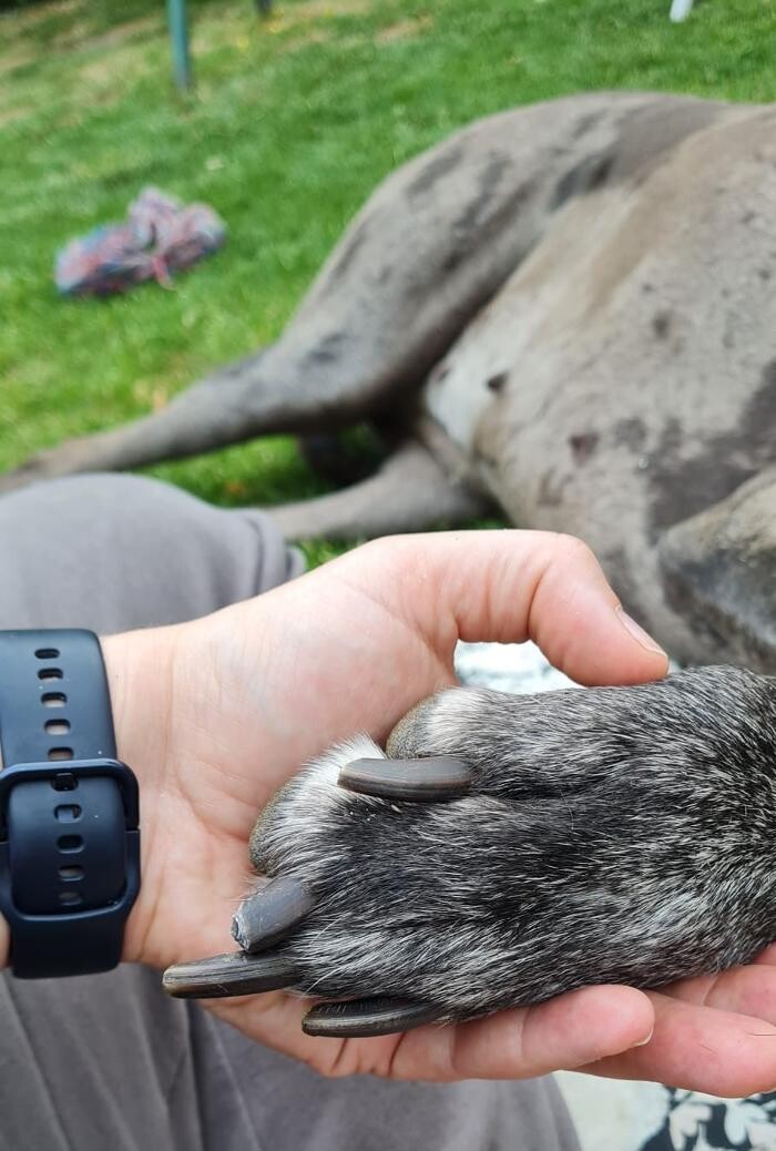 Bilder CaniVital mobile Physiotherapie für Hunde