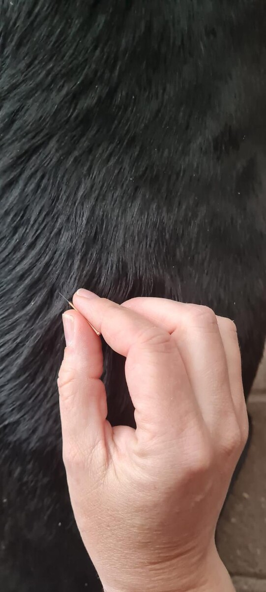 Bilder CaniVital mobile Physiotherapie für Hunde