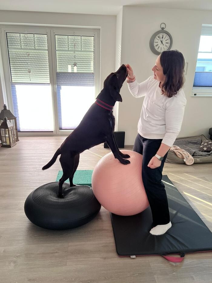 Bilder CaniVital mobile Physiotherapie für Hunde