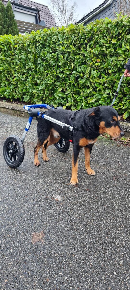 Bilder CaniVital mobile Physiotherapie für Hunde