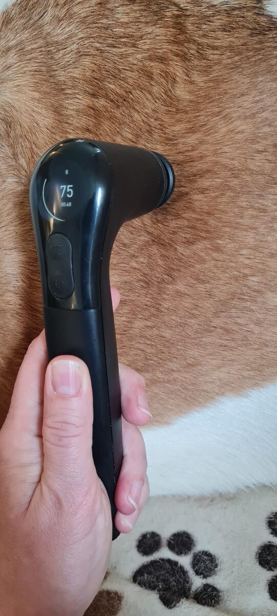 Bilder CaniVital mobile Physiotherapie für Hunde