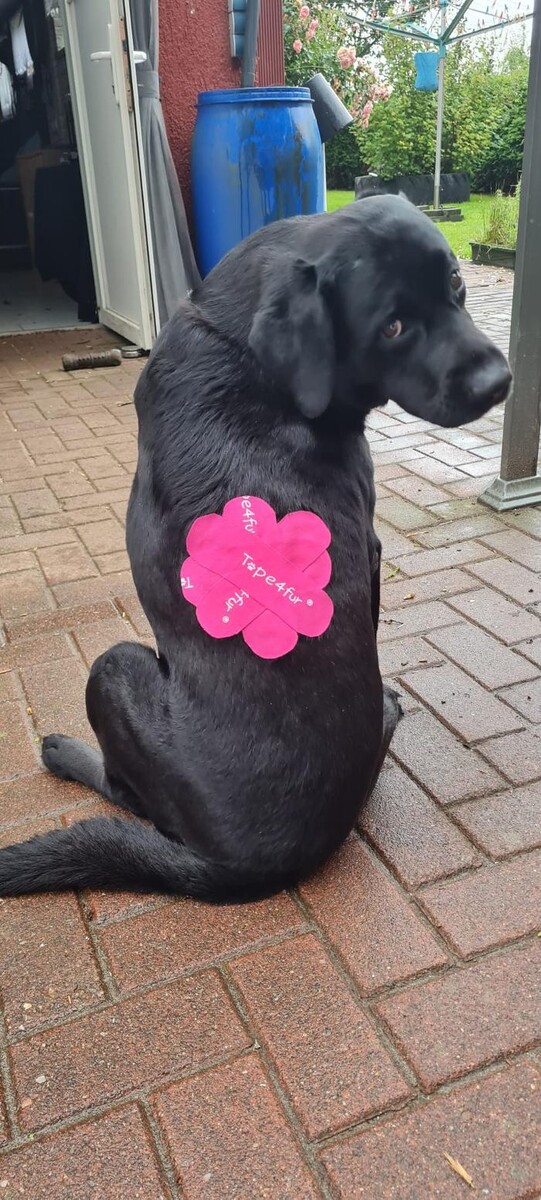 Bilder CaniVital mobile Physiotherapie für Hunde