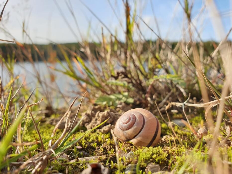Bilder Wildnisschule Naturgefühl