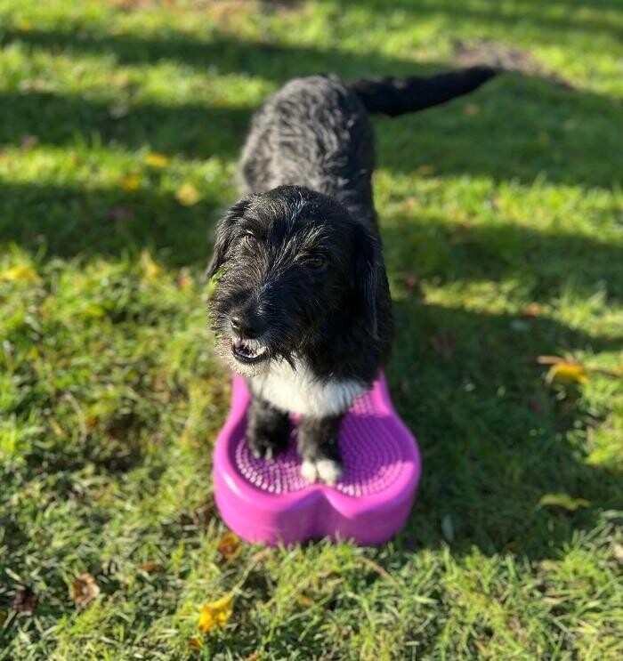 Bilder Hundephysiotherapie Saskia Rathing