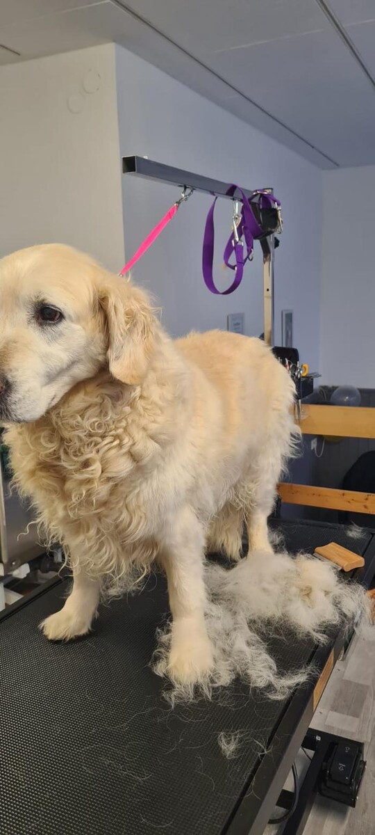 Bilder Hundesalon Engstingen