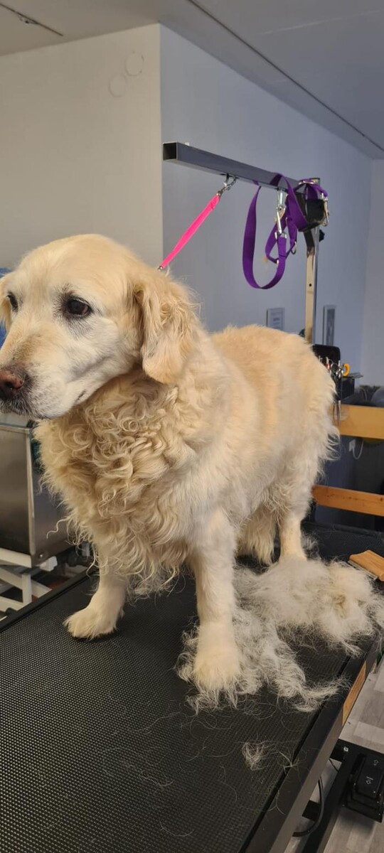 Bilder Hundesalon Engstingen