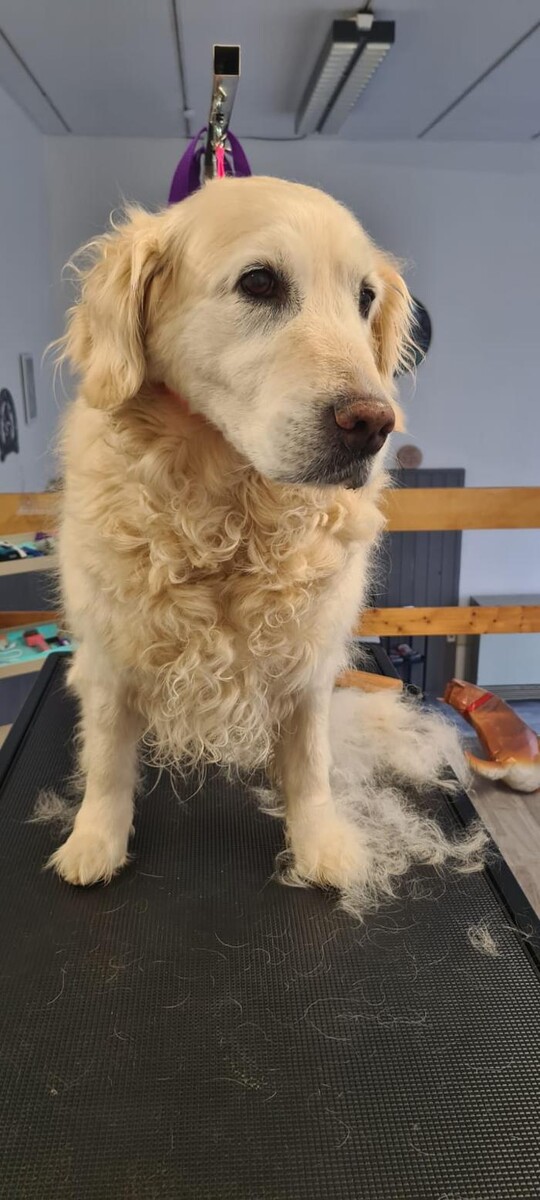 Bilder Hundesalon Engstingen