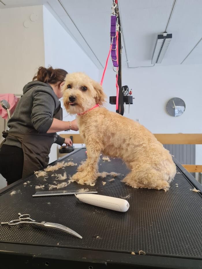 Bilder Hundesalon Engstingen