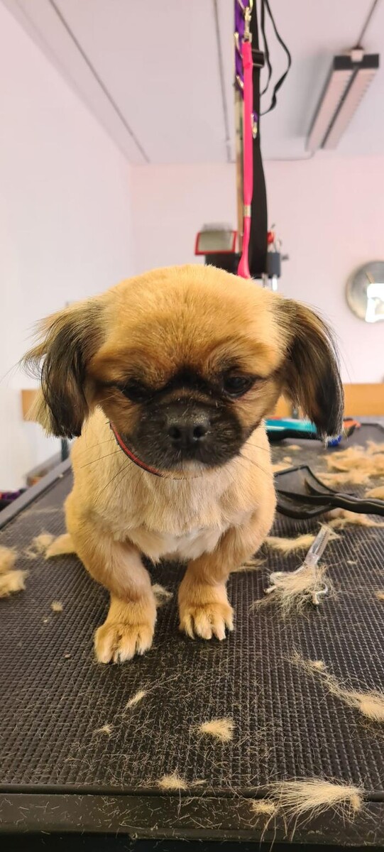 Bilder Hundesalon Engstingen
