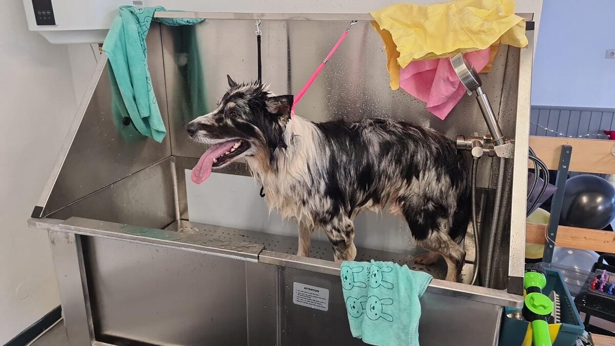 Bilder Hundesalon Engstingen