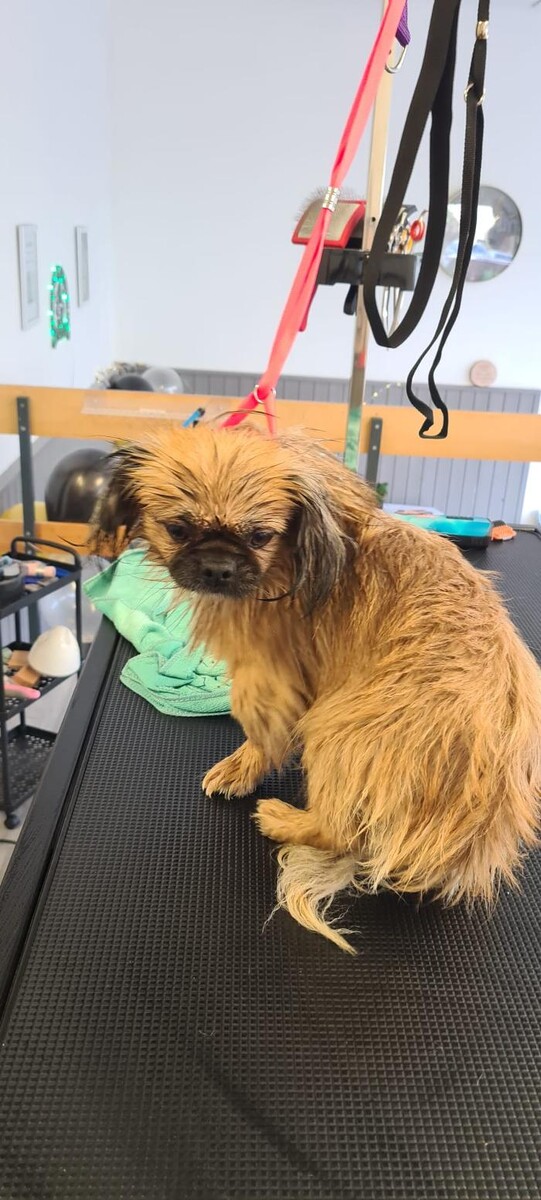 Bilder Hundesalon Engstingen