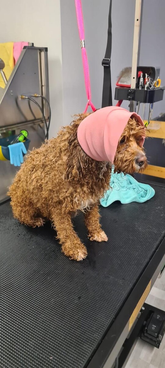 Bilder Hundesalon Engstingen