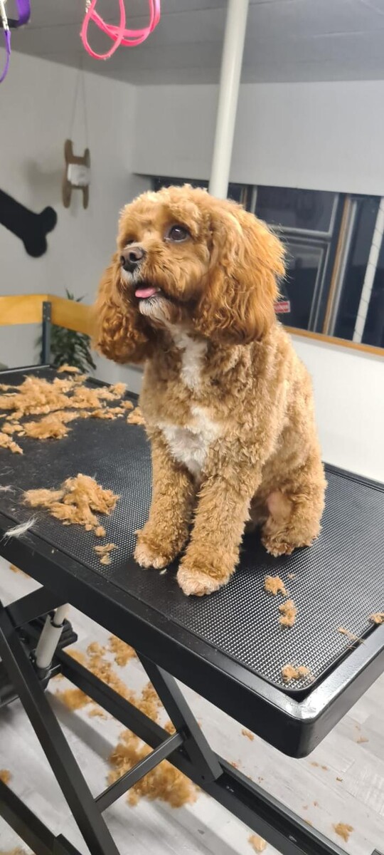 Bilder Hundesalon Engstingen