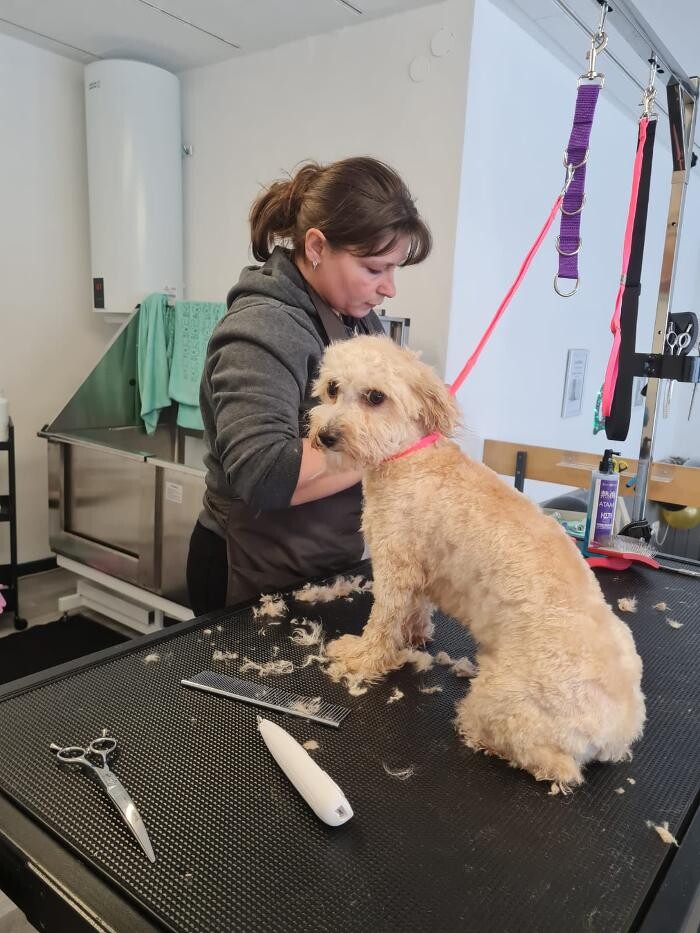 Bilder Hundesalon Engstingen