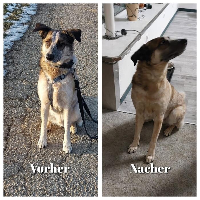 Bilder Hundesalon Engstingen