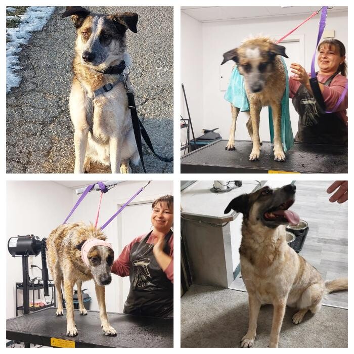 Bilder Hundesalon Engstingen