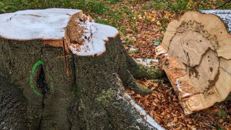 Bilder Garten und Landschaftsbau Krebs