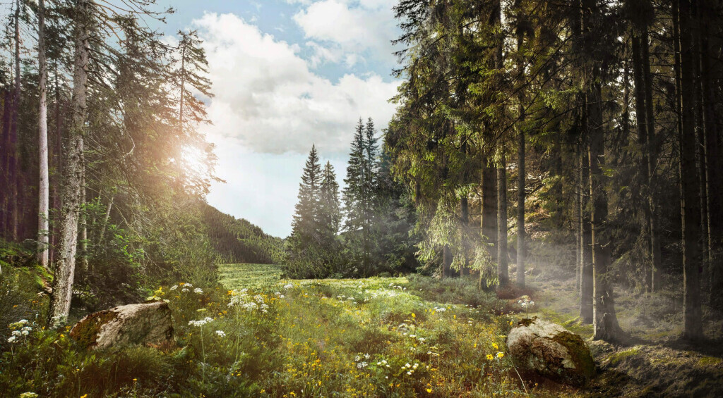 Bilder Bestattungen Braun und Schmitt