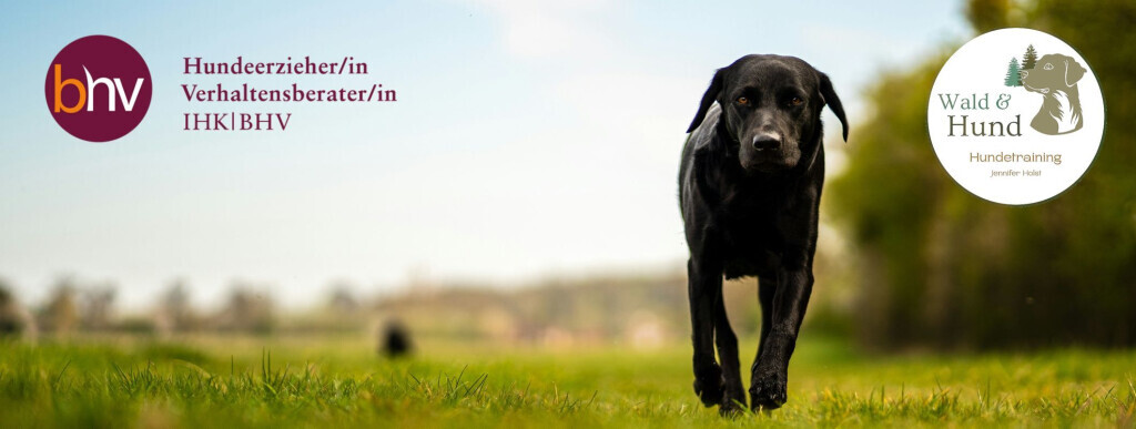 Bilder Wald und Hund Hundetraining