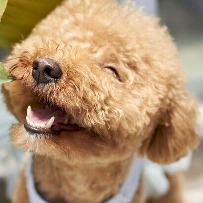 Bilder Die Hundeschule für kleine Rassen