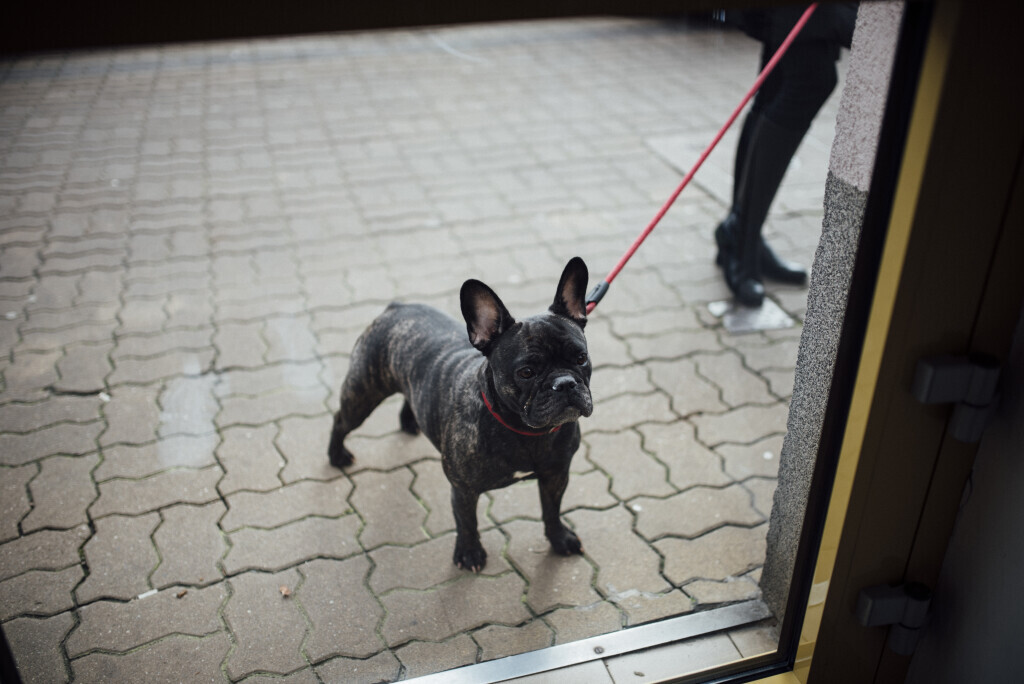 Bilder Die Hundeschule für kleine Rassen