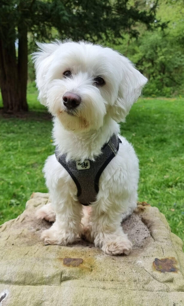 Bilder Die Hundeschule für kleine Rassen