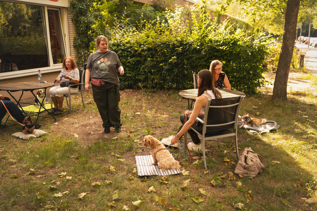 Bilder Die Hundeschule für kleine Rassen