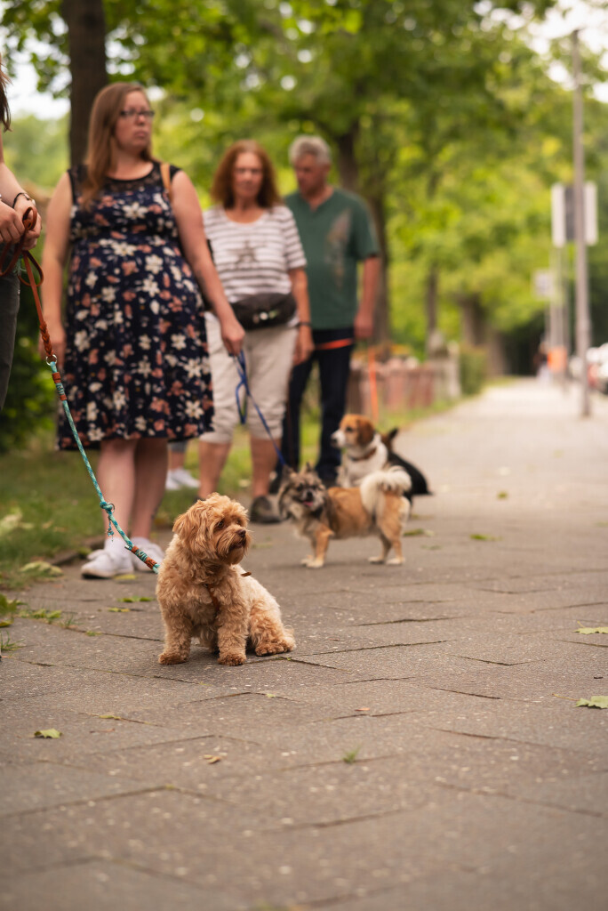 Bilder Die Hundeschule für kleine Rassen
