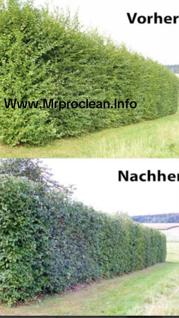 Bilder Mrproclean
