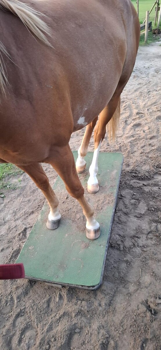 Bilder TierTherapieJasmina
