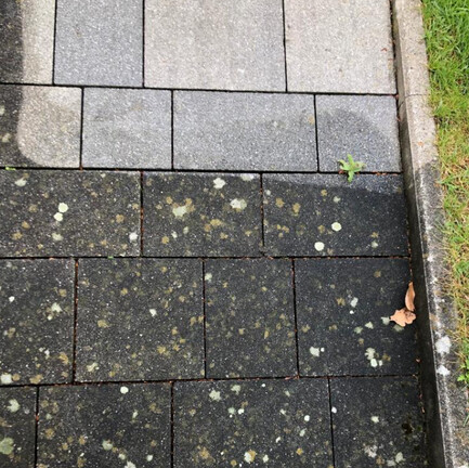 Bilder Der-Proficleaner