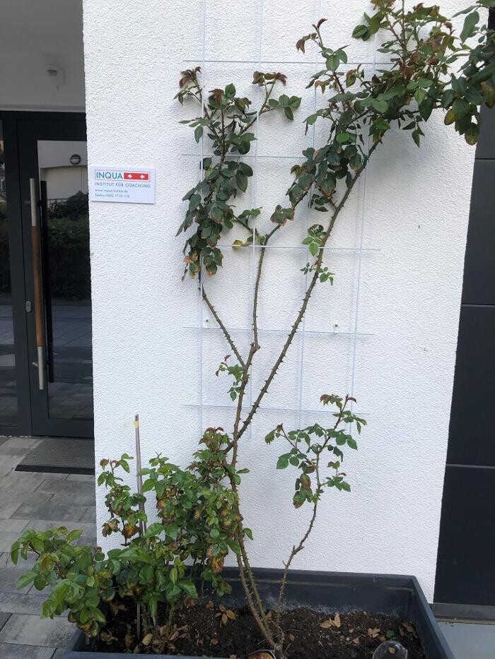 Bilder INQUA Institut für Coaching