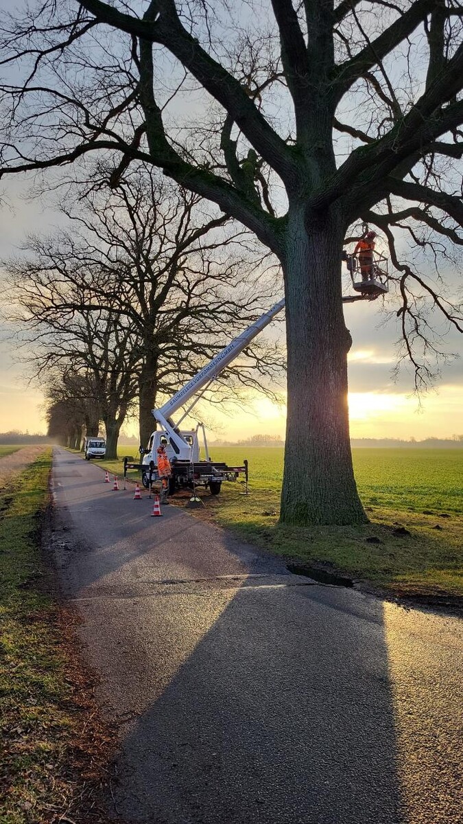 Bilder BV Baumpflege Vorpommern GmbH