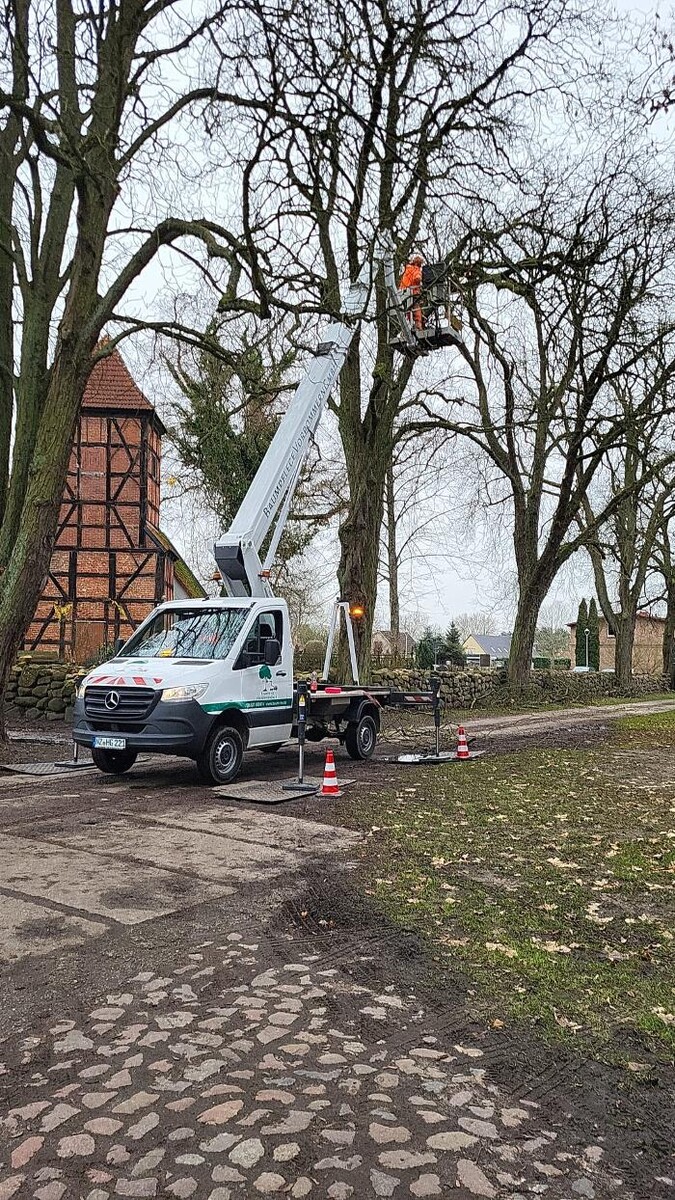 Bilder BV Baumpflege Vorpommern GmbH