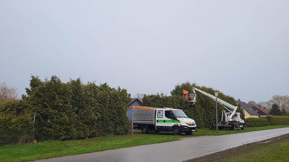 Bilder BV Baumpflege Vorpommern GmbH