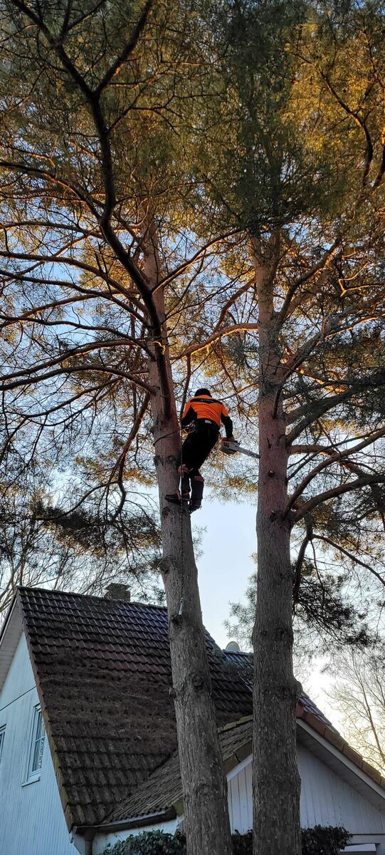 Bilder BV Baumpflege Vorpommern GmbH