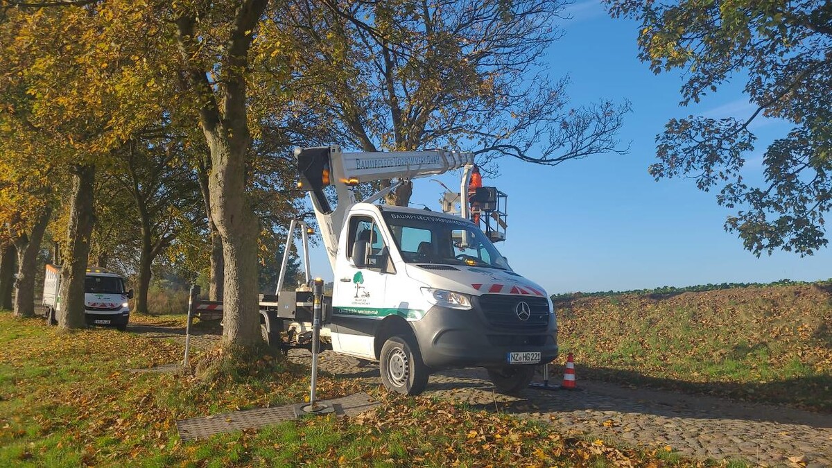 Bilder BV Baumpflege Vorpommern GmbH