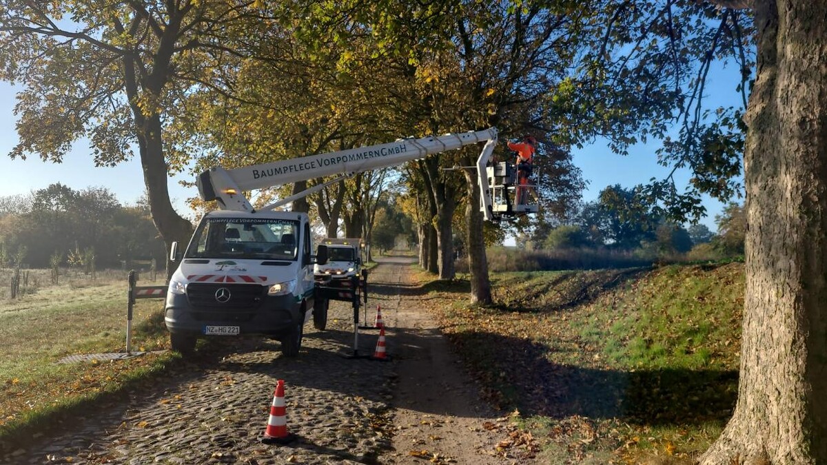 Bilder BV Baumpflege Vorpommern GmbH