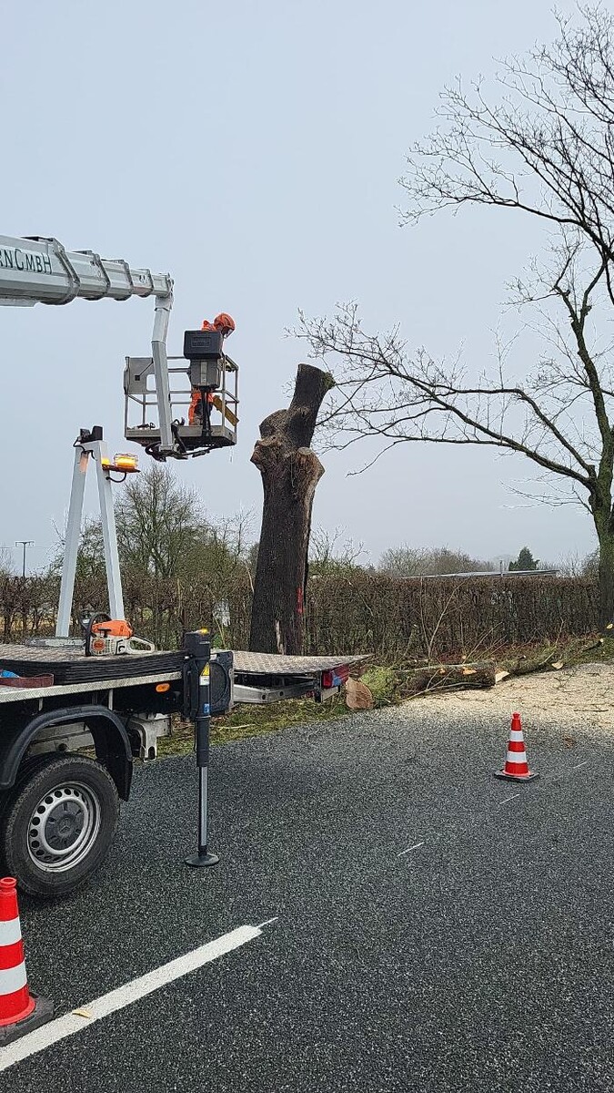 Bilder BV Baumpflege Vorpommern GmbH