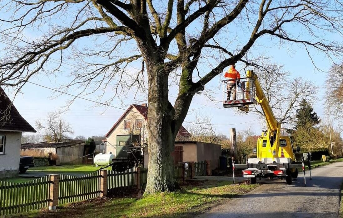Bilder BV Baumpflege Vorpommern GmbH