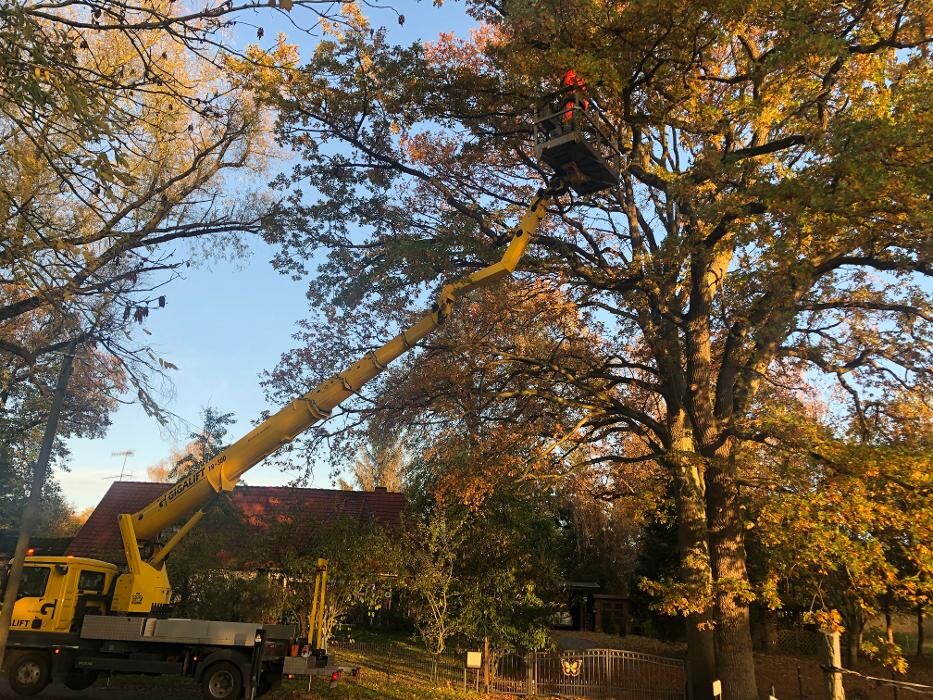 Bilder BV Baumpflege Vorpommern GmbH