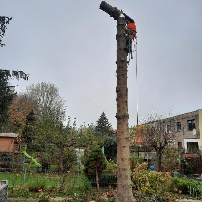 Bilder BV Baumpflege Vorpommern GmbH