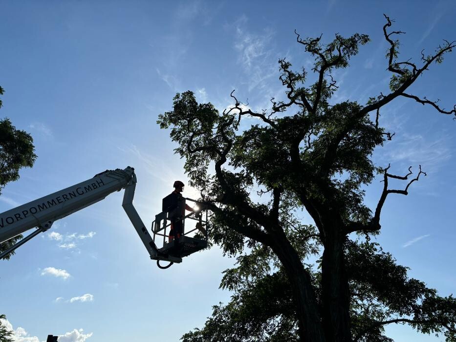 Bilder BV Baumpflege Vorpommern GmbH
