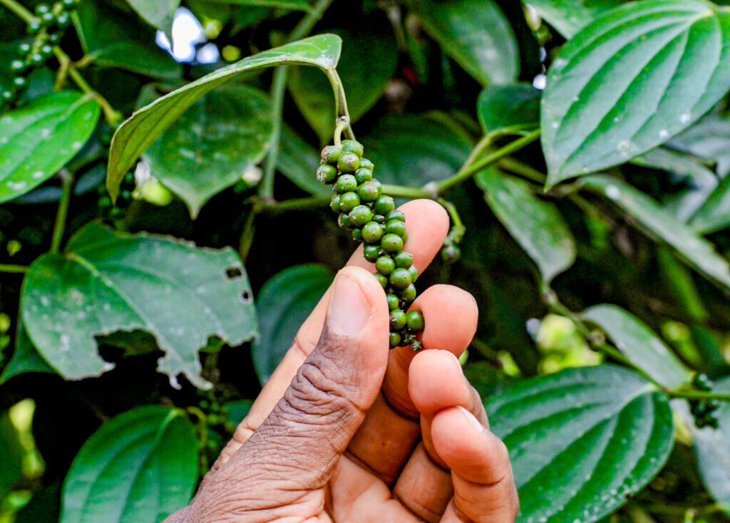 Bilder Pepperwanda