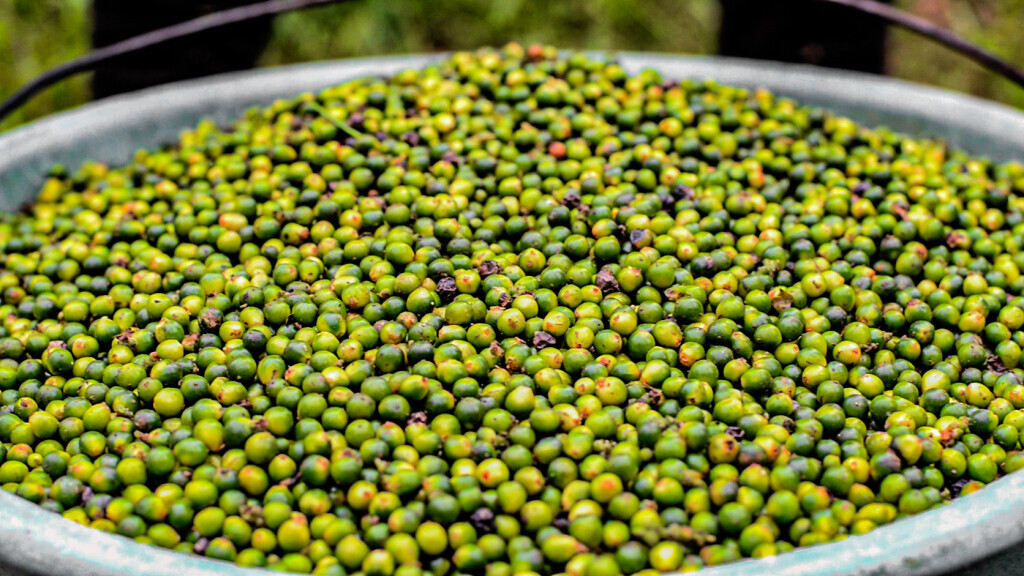 Bilder Pepperwanda
