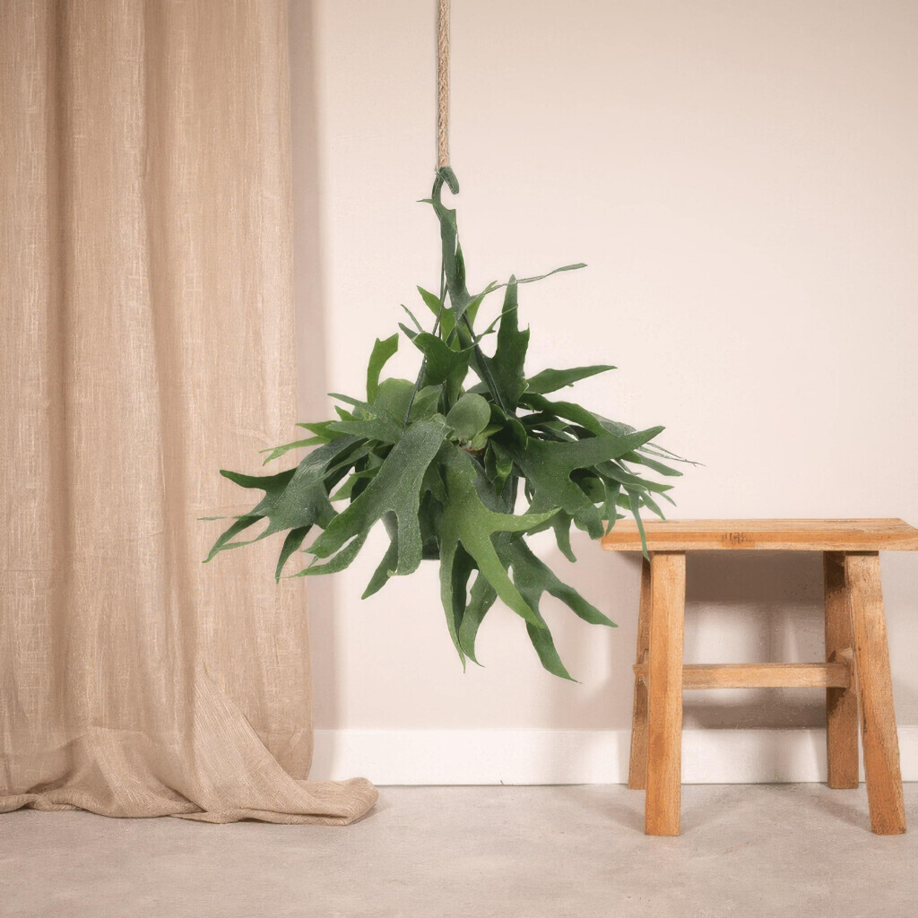Bilder Purrfect Plants Patrick Völler